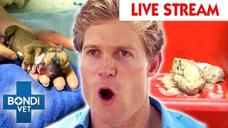 Bondi Vet Extended Cuts Watch The Full Season LIVE 🔴 Full Episodes [upl. by Ellie638]