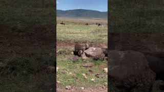 Warthogs enjoy wallowing Warthogs will often submerge themselves in water to cool down [upl. by Yneffit]