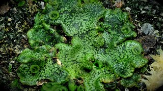 Time Lapse of Liverwort Plant Taking Over the Planter [upl. by Woll]