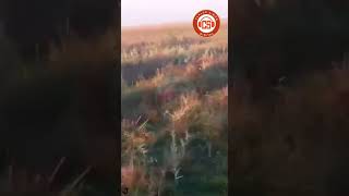 Filmaron a un yaguareté en la estancia Rincón de Corrientes [upl. by Finstad922]