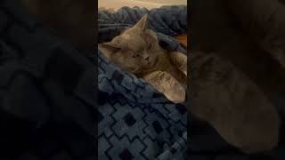 Cat watching TV in bathrobe ❤️👌 cat cats catlover catvideos catholic [upl. by Aibsel]