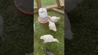 Day 43 Chickens and Turkeys Update [upl. by Geis]