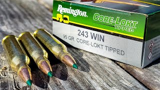 243 Win Remington CoreLokt Tipped  100 Yard Ammo Test IM VERY IMPRESSED [upl. by Samaj]