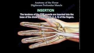 Anatomy Of The Flexor Digitorum Profundus Muscle  Everything You Need To Know  Dr Nabil Ebraheim [upl. by Asselem788]