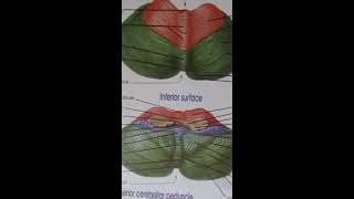 cerebellum anatomy surfaces  lobes  function [upl. by Mccutcheon]