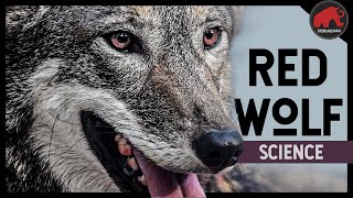 The Science of the Red Wolf Will they survive their own apocalypse [upl. by Nine]