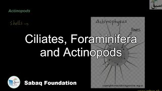 Ciliates Foraminifera and Actinopods Biology Lecture  Sabaqpk [upl. by Alihs]