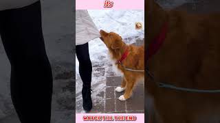 The Snowy Sleuth A Dogs Detection Skillsviralshort trending shortsvideo [upl. by Coffin]