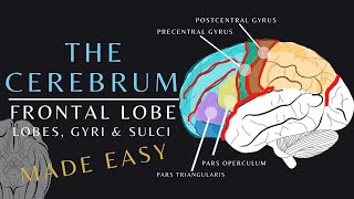 Lobes of the Brain Anatomy and Physiology of the Frontal Lobe  The Cerebrum brainanatomy shorts [upl. by Noiztneb]