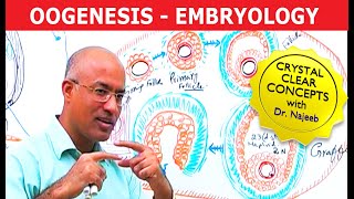 Oogenesis  Gametogenesis  Embryology🩺 [upl. by Lihp]