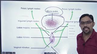 Female Reproductive system external genital organ [upl. by Josh]