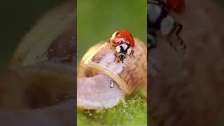 Les pouvoirs incroyables des coccinelles dans nos jardins [upl. by Blodget]