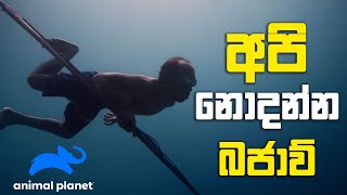 අපි නොදන්න බජාව්  Animal Planet  PEOTV [upl. by Yenoh]