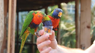 Op wereldreis in Vogelpark Avifauna [upl. by Irolav]