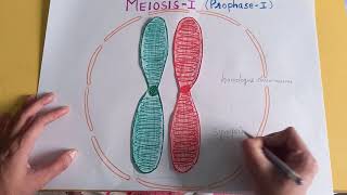 PROPHASE I OF MEIOSIS I  synapsissynaptonemal complexbivalenttetrad chiasmataCELL DIVISION [upl. by Kakalina]