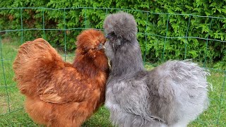 White silkies ny egg Dena start kat deya ha  Fency hens [upl. by Ardys659]