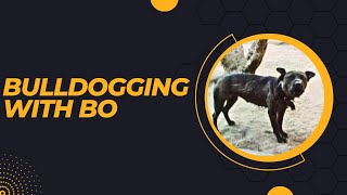 BULLDOGGING WITH BO [upl. by Shari]