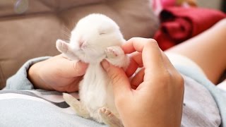 The Cutest Baby Bunny Rabbit Compilation EVER [upl. by Gnim]