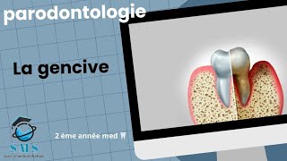 Cours  la gencive  anatomie physiopathologie module de paro  2 ème année [upl. by Ingeberg]