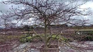 Acer palmatum dissectum  Red Dragon  Weeping Japanese Maple Tree April 2 2020 [upl. by Esilegna527]