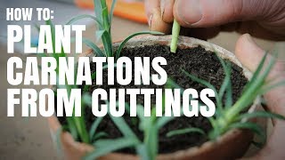 how to plant carnations from cuttings [upl. by Yonita]