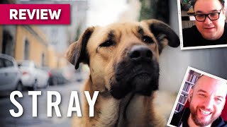 Stray MOVIE REVIEW  BFI London Film Festival 2020  LFF [upl. by Kcirdez471]