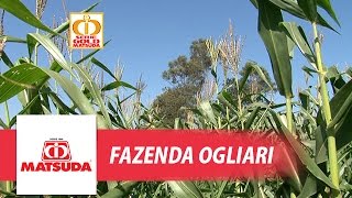 Fazenda Ogliari ILP  Brachiaria e Milho [upl. by Eitsirk]