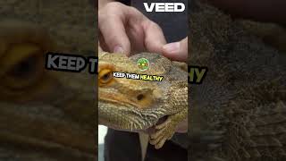 Ultimate Guide to Bearded Dragons [upl. by Aeynod345]