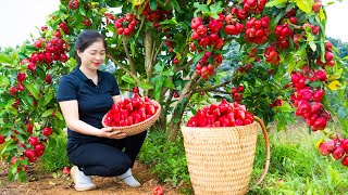 Harvesting Wax Apple amp Goes To Market Sell  Gardening And Cooking  Lý Tiểu Vân [upl. by Ynaffyt947]