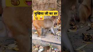 Mukhiya ji ka darr 🐒 🤪😜💝  Monkey shorts  bandar wala  viral [upl. by Blumenthal]