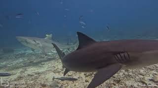 Giant bull sharks  Yasawa Islands Fiji [upl. by Markson779]