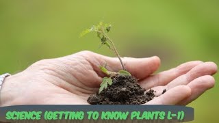 Getting To Know Plants Class6th L11 Chapter review [upl. by Bluefield]