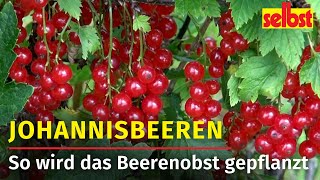 Johannisbeeren aus dem Garten [upl. by Regan]