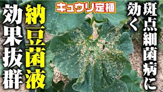 【納豆菌最強】病気に効く、虫にも効く。マジ最高【斑点細菌病】【ダイコンハムシ】【夏すずみ】【四万十の初夏】 [upl. by Eedeed]