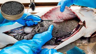 How Beluga Sturgeon is Farmed amp Caviar Extraction is Made  Caviar Farm Insight  How Caviar is Made [upl. by Konstance]