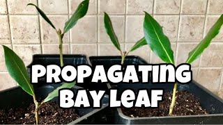 How To Propagate Bay Leaf From Cuttings  Laurus Nobilis  Bay Laurel [upl. by Codel]