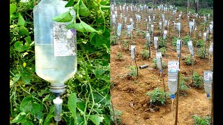 Plastic Bottle Drip Water Irrigation System Very Simple Easy ll DIY home drip irrigation system [upl. by Imoyaba520]