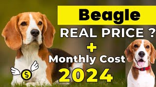 Beagle Dog Price In India 2024  Price of Beagle in india and Monthly Expenses [upl. by Anay]