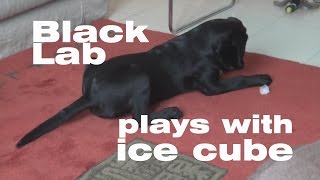 Black lab puppy plays with an ice cube [upl. by Peednama]