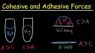 Cohesive and Adhesive Forces of Water [upl. by Boyse]