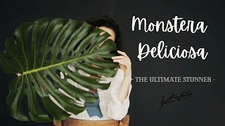 Monstera Deliciosa  The Ultimate Stunner of a Houseplant [upl. by Nauqyaj269]