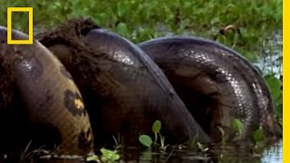 Anaconda vs Mammal  National Geographic [upl. by Sinnej]