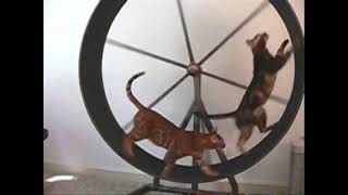 Bengal Cat Fighting for the Exercise Wheel [upl. by Maribel704]