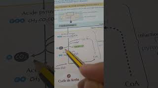 La formation de lacetyl coA [upl. by Heaps669]