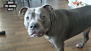 Talking Pitbull Has Full Conversations With Hid Dad Cutest Dog On YouTube [upl. by Brocky310]