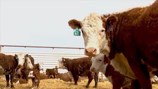 AgweekTV Vet Advice on Cattle Weaning [upl. by Mays]