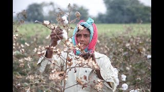 Baumwollernte bis zum Bedrucken der Stoffe in Indien [upl. by Nylidnam]