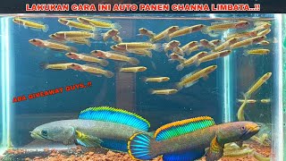 Cara Breeding Ikan Channa Limbata Biar Anakanya Banyak  Cara Ternak Channa Limbata [upl. by Jahdal952]