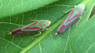 Redbanded Leafhoppers Cicadellidae Graphocephala coccinea Making Honeydew [upl. by Zurek]