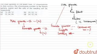 The male gametes of rice plant have 12 chromosomes in their nucleus The chromosome [upl. by Specht]